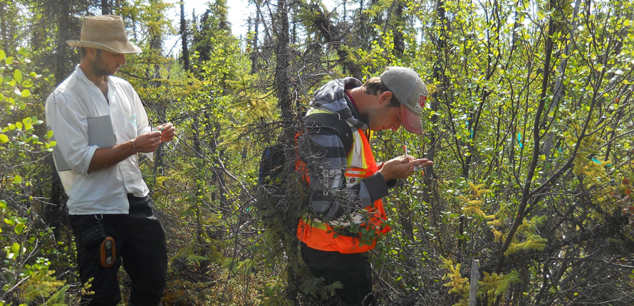 researchers in the forest