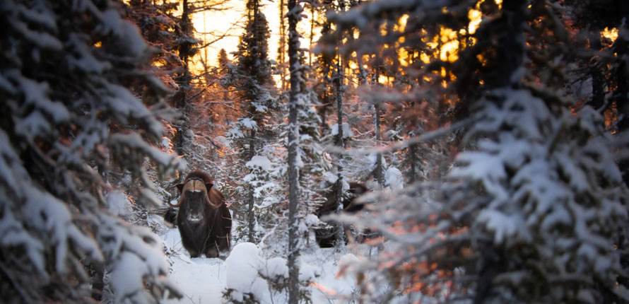 bison in snowy forest