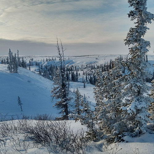 snowy landscape
